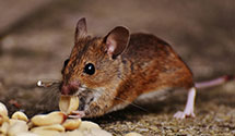 24 Hour & Emergency Exterminators in Mount Crawford, VA